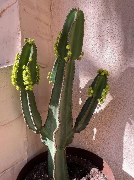 Casa Cactus Paraiso Parque Holandes 外观 照片