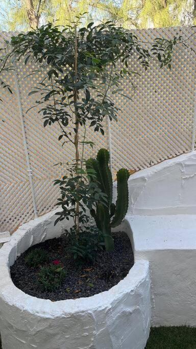 Casa Cactus Paraiso Parque Holandes 外观 照片